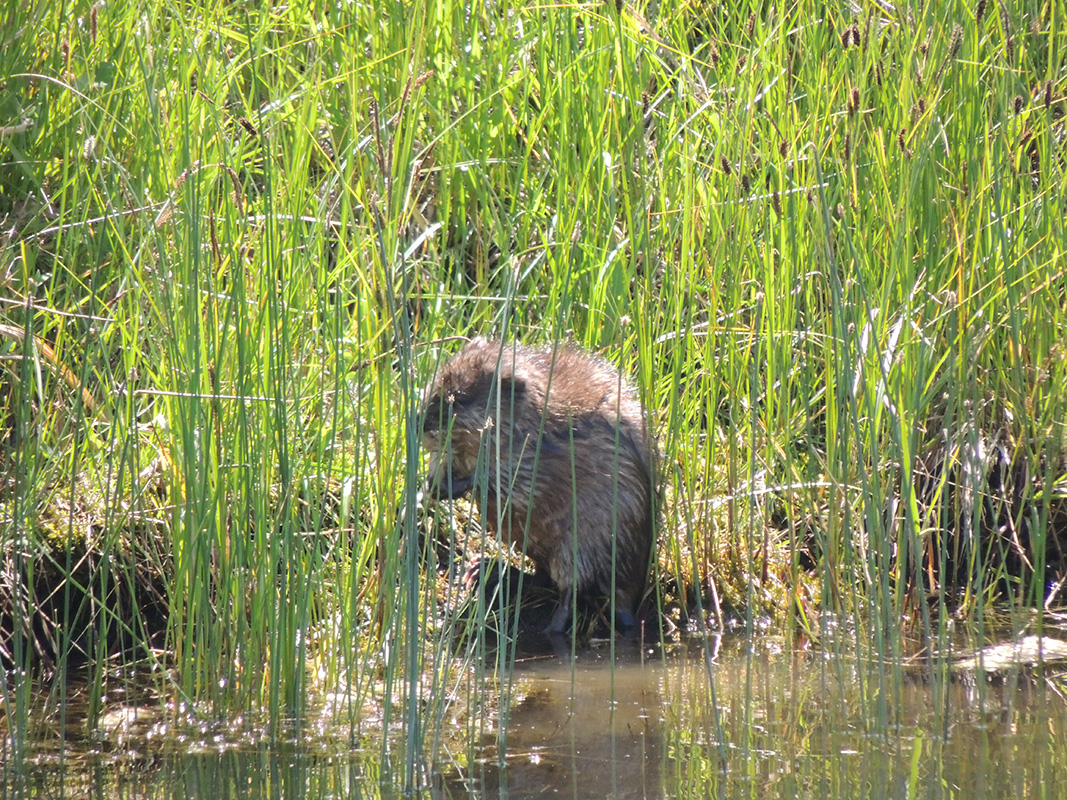 A beaver in the pond at Dungarvan Creek Vacation Rentals