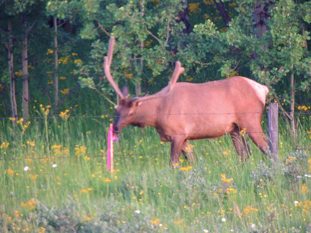 Catch a glimpse of a moose at Dungarvan Creek Vacation Rentals