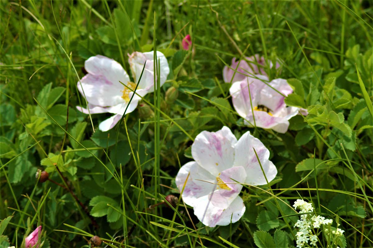 Wild flowers in bloom at Dungarvan Creek Vacation Rentals