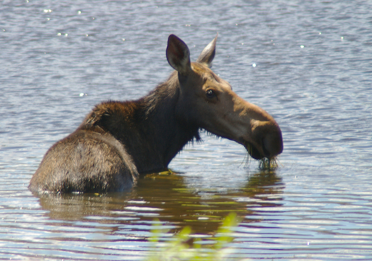 Watch a moose forraging in the wildlife pond at Dungarvan Creek Vacation Rentals